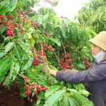 Sản phẩm sản xuất trên đất chặt phá rừng sẽ không được phép vào thị trường châu Âu