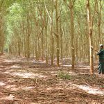 Cao su Bà Rịa thu tuyển lao động ngoài tỉnh để đảm bảo cho mùa cạo mới
