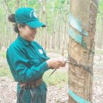 Công nhân Cao su Bà Rịa phấn khởi mùa cạo mới