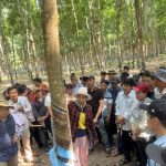 Ông Lê Trung Kiên - Phó TGĐ Công ty CP Cao su Chư Sê - Kampong Thom: Hiệu quả áp dụng khoa học kỹ t...
