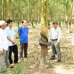 Tăng năng suất sản lượng, giảm giá thành sản xuất nhờ áp dụng các tiến bộ kỹ thuật