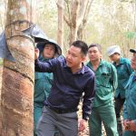 Cao su Lai Châu II: 5 năm liền vượt kế hoạch sản lượng từ khi mở miệng cạo
