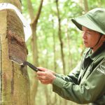 Cao su Đồng Nai: Chú trọng nhóm giải pháp nâng cao năng lực, quản lý điều hành của các cấp