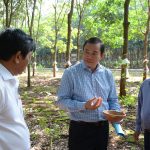 Ông Lê Thanh Tú – Phó TGĐ VRG: Khuyến khích trồng xen ở những nơi có cao trình cao