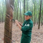Hứa hẹn mùa bội thu