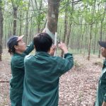 Cao su Bà Rịa, Cao su Bình Thuận: Thực hiện hiệu quả nhiều giải pháp để hoàn thành kế hoạch sản lượn...