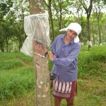 Bastar hy vọng trở thành khu vực sản xuất cao su tiềm năng của Ấn Độ