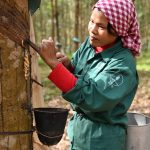 15 năm Cao su Đồng Nai – Kratie: hành trình vượt khó