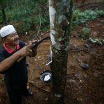 Malaysia sản xuất sản phẩm cao su xanh để duy trì vị trí dẫn đầu