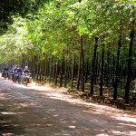 Tuyển nữ Việt Nam vô địch