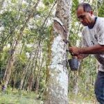 Malaysia: Thời tiết nóng ảnh hưởng đến sản lượng cao su