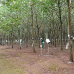Nỗ lực vượt khó của công nhân vùng biên