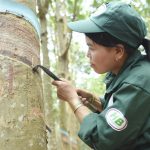 Cao su Hòa Bình: Đồng bộ nhiều giải pháp nâng cao năng suất, sản lượng vườn cây