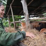 Hỗ trợ lao động đồng bào dân tộc thiểu số vươn lên làm giàu