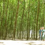 Cao su gắn với đồng bào dân tộc
