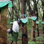Indonesia hướng đến mối quan hệ chặt chẽ hơn với Thái Lan để hỗ trợ giá cao su