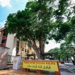 Cây cao su già nhất Malaysia hiện có trị giá gần 200.000 Ringgit