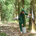 Thu nhập người lao động cao su Phú Riềng dẫn đầu ngành cao su