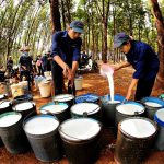 Cao su xanh mát vùng biên