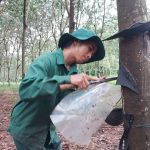 Rộn ràng mùa nước rút ở Nông trường Ia H'Lốp, Cao su Chư Sê