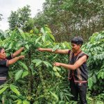 40 năm cây cao su làm thay đổi cuộc sống buôn làng Tây Nguyên
