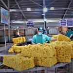 Cao su Dầu Tiếng: Sản xuất gắn với bảo vệ môi trường
