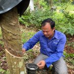 Cao su Hà Giang: Tạo việc làm ổn định cho đồng bào dân tộc thiểu số