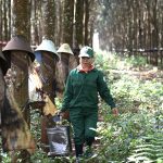 Rộn ràng thi đua nước rút ở vùng cao Tây Nguyên