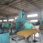 Mùa cao điểm ở Cao su Sơn La
