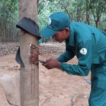 Cao su Tây Ninh – Siêm Riệp: Về trước kế hoạch sản lượng 57 ngày