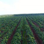 Phát triển bền vững trên những giá trị xanh