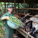Kinh tế gia đình ổn định và phát triển nhờ mô hình nuôi dê