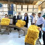 Thẩm định đánh giá doanh nghiệp tham gia Giải thưởng Chất lượng quốc gia tại Cao su Chư Prông và Chư...
