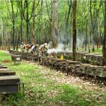 Cao su thiên nhiên: Giảm thiểu rủi ro khí hậu, chính sách và khía cạnh xã hội