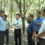Cao su Bà Rịa, Hòa Bình cần định hướng phát triển gắn với địa phương