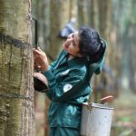 Ảnh dự thi “Ánh Sáng Từ Dòng Vàng Trắng” Lần Thứ VI Năm 2024