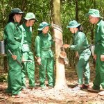 Cao su Phú Riềng: Đổi mới phương pháp giao kế hoạch sản lượng đem lại hiệu quả