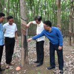 Cao su Đồng Phú: 2 mô hình sản xuất hiệu quả cao