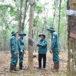 Linh hoạt các giải pháp tổ chức sản xuất trên vườn cây khai thác trong điều kiện thiếu lao động