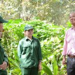 Hiệu quả mô hình trồng xen đa loại cây ở cao su Krông Buk