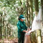 Nông trường Xa Trạch, Cao su Bình Long: Nhiều giải pháp ổn định lực lượng lao động