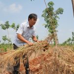 Chăm sóc vườn cây cao su mùa nắng nóng