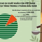 Giá cao su xuất khẩu sẽ biến động ra sao trong quý II/2024?