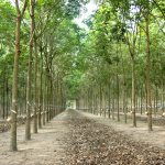 VRG không liên quan đến khởi tố vụ án tại Casumina
