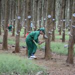 Các đơn vị khu vực Tây Nguyên: Đẩy mạnh phong trào Luyện tay nghề - Thi thợ giỏi tiến tới Hội thi ...