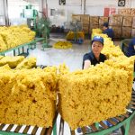 Sẵn sàng với quy định EUDR