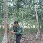 Cao su Sơn La: Phấn đấu hoàn thành kế hoạch sản xuất