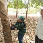 Cao su Bà Rịa Kampong Thom: Phấn đấu vượt ít nhất 5% sản lượng