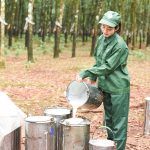 Các công ty cao su khu vực Đông Nam bộ phấn đấu vượt kế hoạch năm 2024