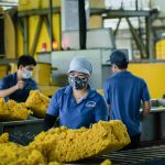 Dự báo mức tiêu thụ cao su tự nhiên tăng trưởng 5,4% đến năm 2033